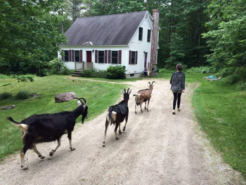 Gran escapada de cabra en el sur de Maine - Gris